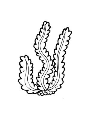 Раскраски Водоросли