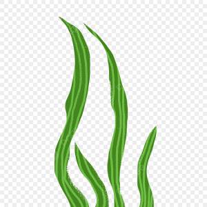 водоросли PNG , водоросли PNG , ламинария, материал келп PNG рисунок для й загрузки