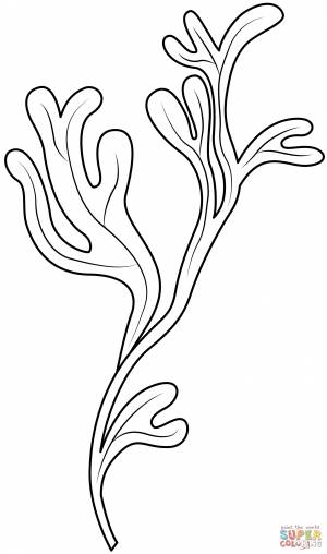 Раскраска Морские водоросли