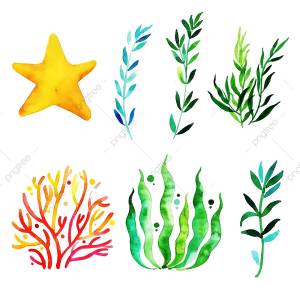 Водоросли рисунок детский