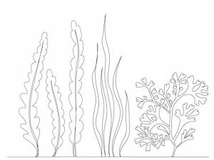 Водоросли, рисунок непрерывной линии эскиза, изолированные, вектор