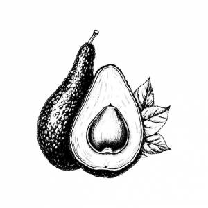 Ручной рисунок авокадо в гравированном стиле на белом фоне