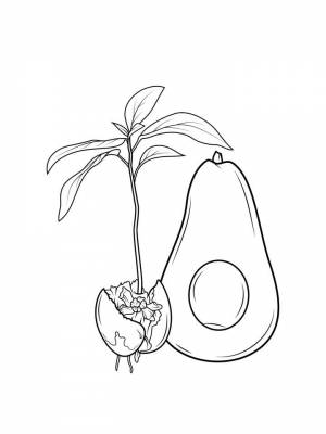 Раскраски Авокадо   в формате