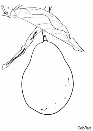 Раскраска Авокадо на веточке