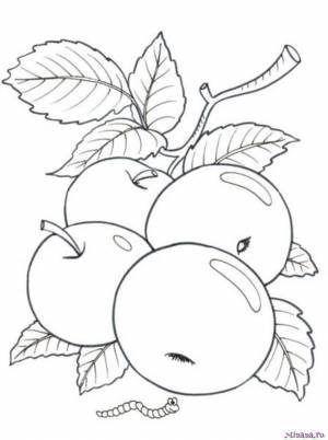 Раскраска яблоки