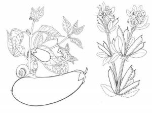 Раскраски весёлые, Раскраска Веселые овощи и фрукты овощи