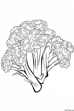 Раскраски Раскраска Брокколи овощи овощи