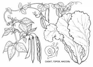 Раскраска овощи