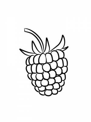Раскраски Малина   в формате