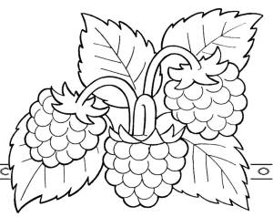 Раскраски малина для девочек и мальчиков